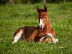 Baby Animals horse foal