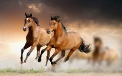 15 Beautiful HD Horse Wallpapers