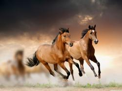 Horse Horse Horse Horse Horse Horse Horse Horse