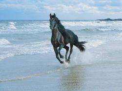 photo of horse galloping on beach. "