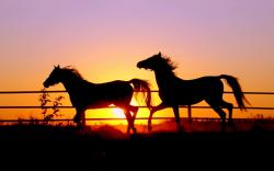 Horses in sunset