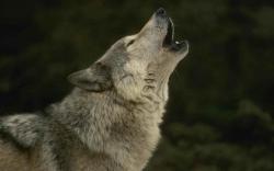 Wolves Howling wolf