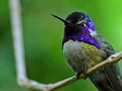 Costa's hummingbird Calypte costae