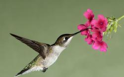 hummingbird flight flower flowers nectar wallpaper