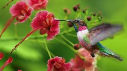 Sitting hummingbird wallpaper hummingbird ...