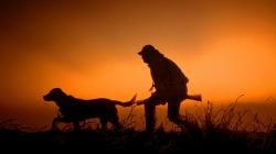 sunset guns dawn hunter silhouettes dogs dusk hunting wallpaper background