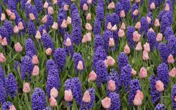 Pretty Hyacinth Flowers