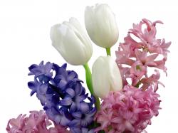 Desktop Wallpaper · Gallery · Nature Tulips and Hyacinth bouquet