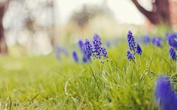 Hyacinth Flowers Grass Nature