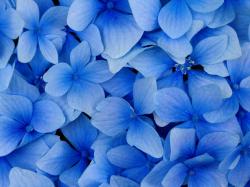 Hydrangea Blue