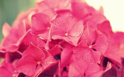 Hydrangea Pink Flowers Close-Up