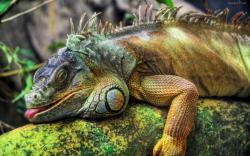 “Some species of iguana are able to inflate themselves during the flood to become floatable.”