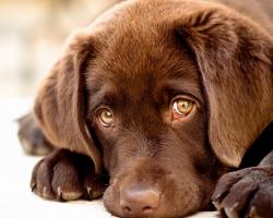 Description: The Wallpaper above is Innocent puppy eyes Wallpaper in Resolution 1280x1024. Choose your Resolution and Download Innocent puppy eyes Wallpaper