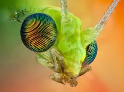 The insect compound eye macro wallpaper 1600x1200.
