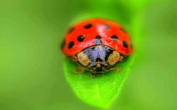 DOWNLOAD: ladybug grass insect free picture 2560 x 1600