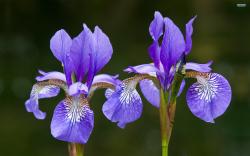 Iris Flowers Images For Desktop 5 HD Wallpapers