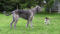 Jack Russell Terrier and Irish Wolfhound playing