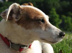 File:Jack Russell Terrier portrait.jpg
