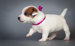 Dogs Jack Russell terrier Puppy Animals