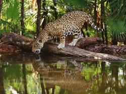 A full grown Jaguar can range from four to seven feet long and about 3 feet tall. These measurements are not including their tail which can range anywhere ...