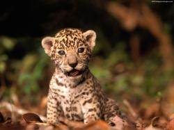 Baby Jaguar Images Pictures Photos Hd Wallpapers
