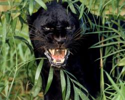 Desktop Wallpaper · Gallery · Animals Black Panther A melanistic jaguar