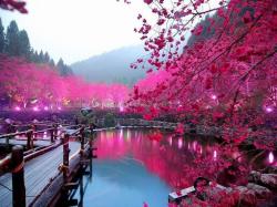 x1920_Cherry-Blossom-Lake-Sakura-Japan