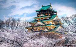 Temple Cherry Blossom