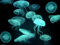 Floating Jellyfish Illuminated by Teal LIght