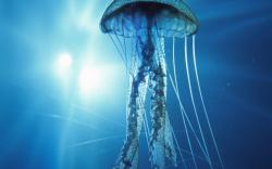 Jellyfish Wallpaper HD