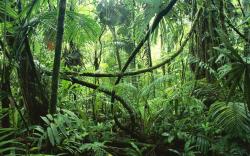 Rainforest in Costa Rica Nature Wallpaper Px Free