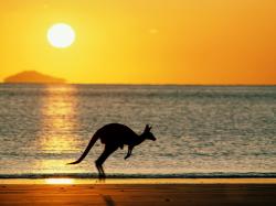 kangaroo runing Kangaroo Island AUSTRALIA www.tourismprofile.com