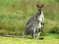 awesome kangaroo hd desktop wallpaper new background widescreen kangaroo animals pictures free download