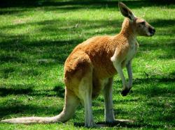 Kangaroo - Western grey kangaroo facts for kids