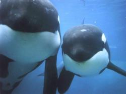If you wer wondering this is the picture i am using as the background i think this is such a cute picture of the two orca whales together.