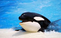 ... killer-whale-hd-wallpapers