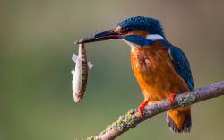 Kingfisher catch fish