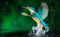 Kingfisher water