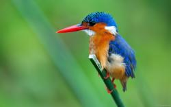 kingfisher (3)