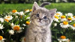 Animals Hdwallpaper Kitten Flowers Wallpaper #80087 - Resolution 1920x1080 px
