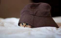 Hat Little Kitten Hide Photo HD Wallpaper