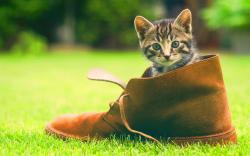 Kitten in shoe