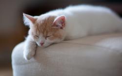 Kitten Rest