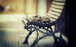 Kitten Sleep Bench