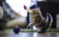 Kitten Toy Ball Feathers Play