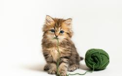 Kitten wool ball