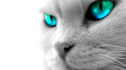 Cat Blue Eyes High Definition