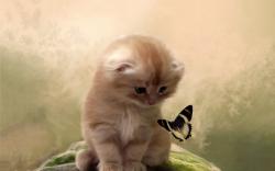 Kitty butterfly Wallpapers Pictures Photos Images. «
