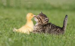 Kitty meets duckling