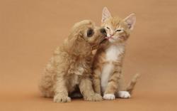 Kitty puppy love